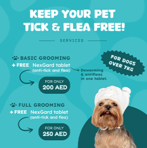 FLYER 1